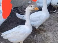 Geese — photo 3