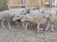 公羊, Ile-de-France sheep — 照片 2