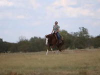 حصان, Quarter Horse — الصورة 5