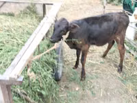 Vache, Bovins — photo 5