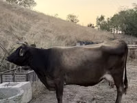 Vaca, Ganado vacuno — foto 4
