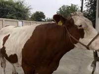 Vache, Simmental cattle — photo 2