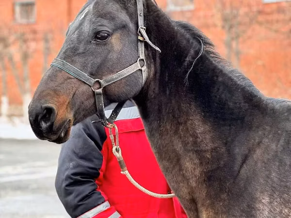 Jument, Akhal-Teke