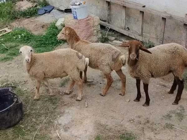 Овца, Бараны