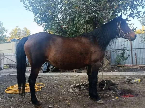Yegua, Caballos