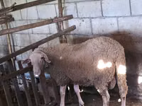 Domba jantan, Lacaune sheep — foto 1