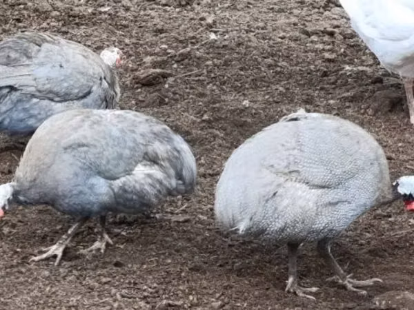 ラベンダー