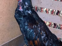 Chickens — photo 5