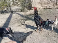 Chickens — 写真 8