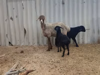 Sheep, Arashan sheep — photo 1