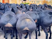 Domba jantan, Baerchuke sheep — foto 2
