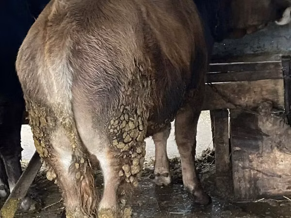 公牛, Cattle