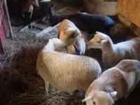 Sheep, Cameroon sheep — photo 1