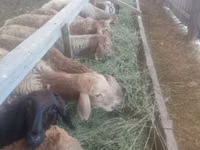 Sheep, Sheep — photo 2
