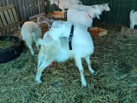Cabra, Pomellata goat — foto 5