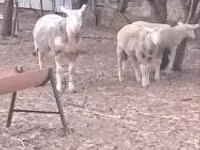Widder, Cerry Hill sheep — Foto 4
