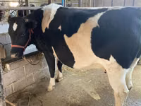 Vaca, Raza Holstein — foto 7