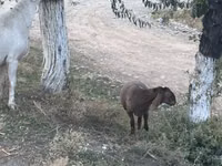 Domba betina, Dorper sheep — foto 3