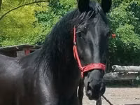 Yegua, Friesian — foto 2