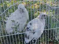 Putih — foto 3