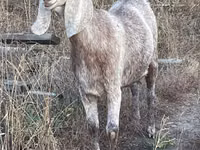 Chèvre, Beetal goats — photo 2