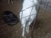 Chèvre, Alpine goat — photo 4