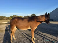 Caballo, Mule — foto 2