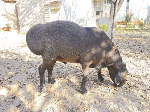 雄羊, Hissar sheep