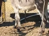 Horse (M), Horses — photo 3