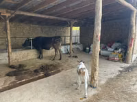Vaca, Swiss cattle — foto 1