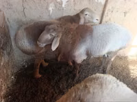 Schafe (Partie, Geschlecht nicht angegeben), Arashan sheep — Foto 2