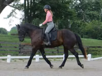 Caballo, Percheron — foto 8
