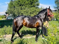 Caballo, Swedish warmblood horse — foto 8