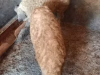 Babi jantan — foto 4