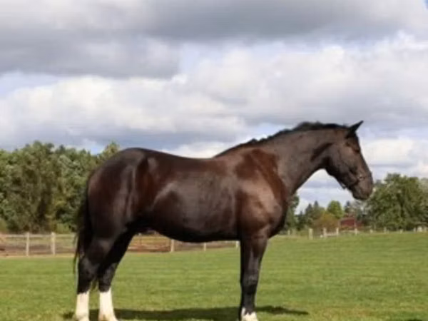 Cheval, Percheron