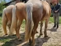 Jument, Chevaux — photo 7