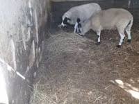 Widder, Dorper sheep — Foto 2
