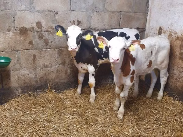 Banteng, Simmental cattle