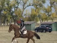 Kuda betina, Hungarian horse breed — foto 4