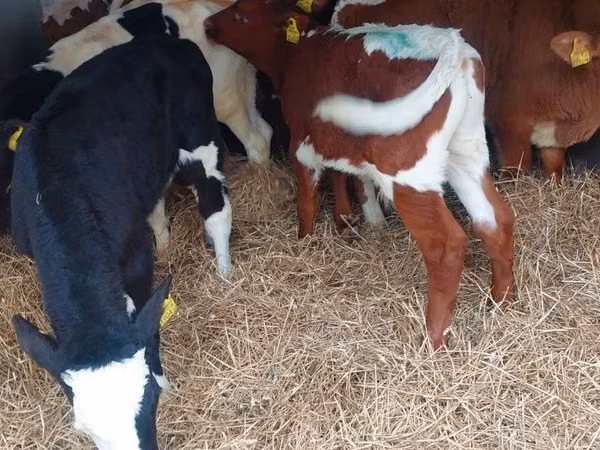 मवेशी (लॉट, लिंग निर्दिष्ट नहीं), Simmental cattle
