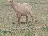 雄ヤギ, Saanen goat — 写真 1