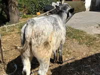 Toro, Ukrainian grey cattle — foto 3