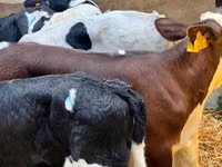 Cattle (batch, sex not specified), Simmental cattle — photo 4
