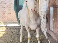Carnero, Rhon sheep — foto 1
