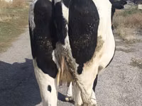Vaca, Russian Black pied cattle — foto 2