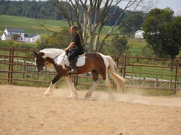 雄馬, Pinto horses