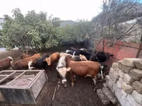 सांड, लाल-धब्बेदार नस्ल — फ़ोटो 1