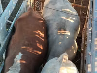 Toro, Raza Auliékol — foto 3