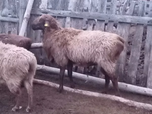 Carnero, Edilbay sheep