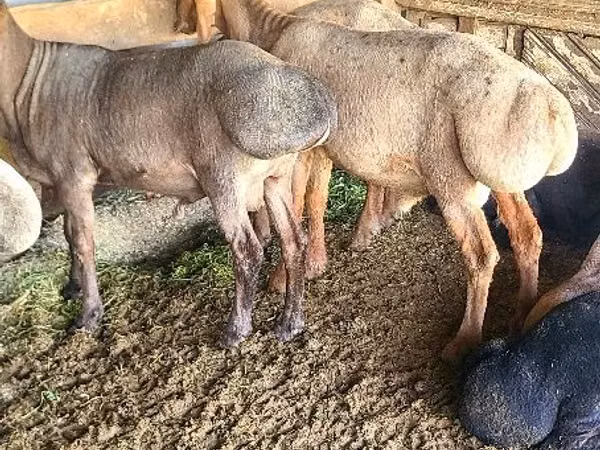 كبش, Edilbay sheep